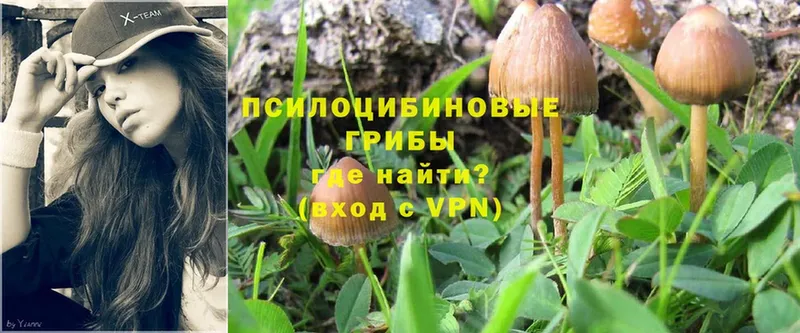 Галлюциногенные грибы Magic Shrooms  Новоржев 